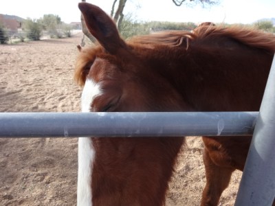 they liked smelling us too