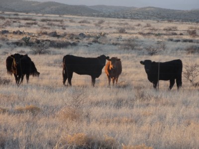 ooopps. wrong picture