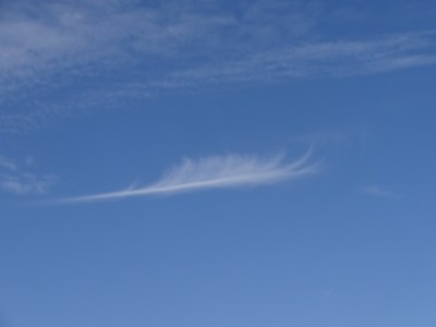 this looked like a feather to me
