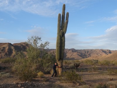 they have big cactus here too