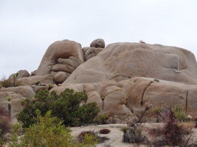 I loved this one. it looked like a gorilla hiding it's eyes