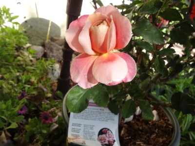 I bought another 'distant drums'