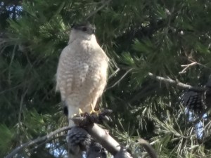 mommy or daddy in a near by tree