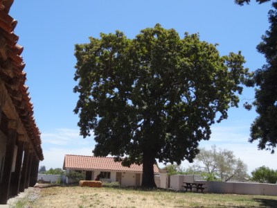 a 200 year old avocado tree