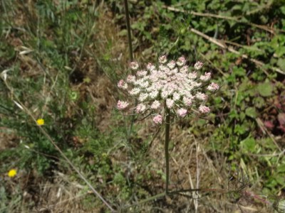 this flower looked like a snowflake