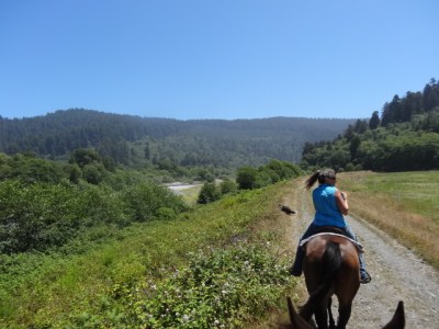 and followed sis into the redwoods