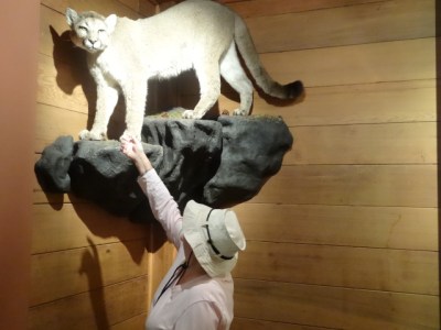 here kitty kitty kitty