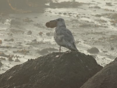 I don't think he knew what to do with it.