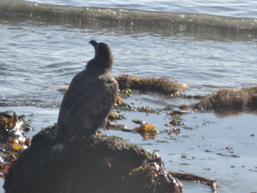 we also saw this bird. we think it was young eagle?