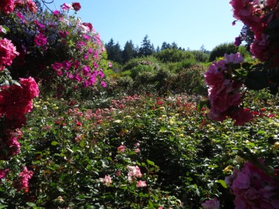 we went to the rose garden first