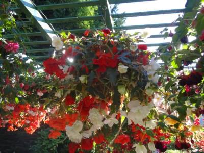 the hanging tuberous begonias