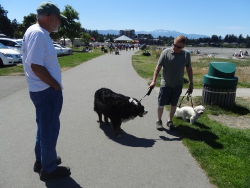 we see so many dogs to greet. here is a bernese mountain dog