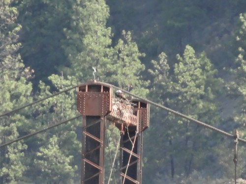 with an osprey nest on top