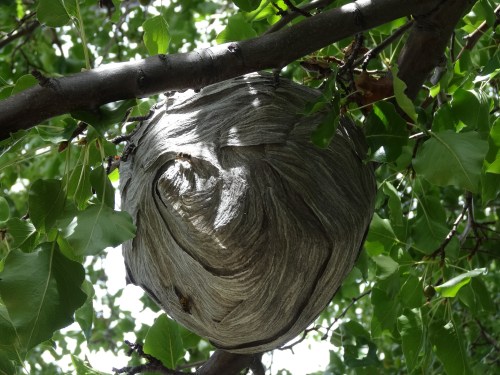 an interesting wasp nest. do you see a smiling face?