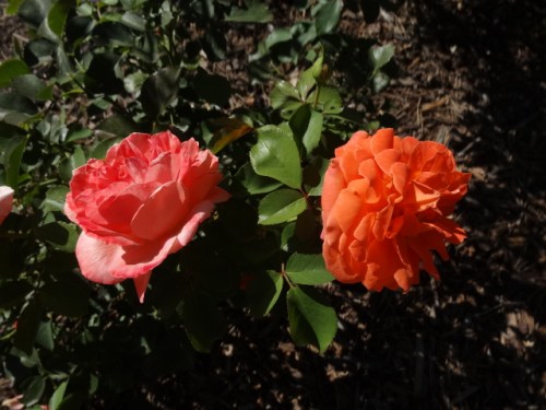 the adobe sunrise has a beautiful fragrance