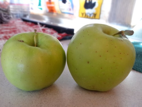 we also had an apple from your tree