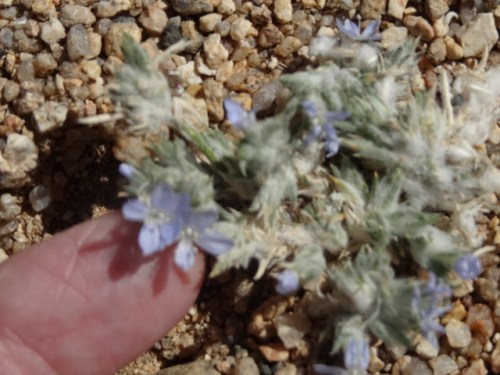 I think I found the blue dick ray